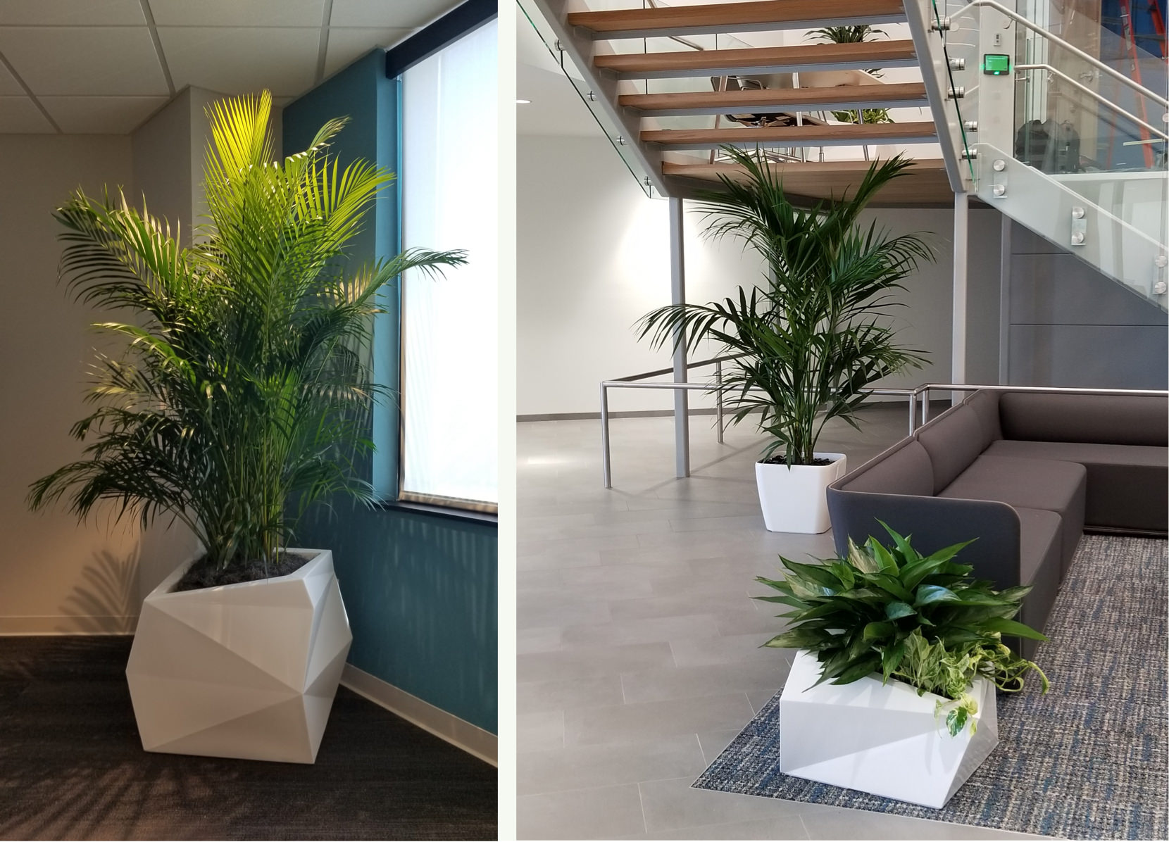 Modern Office Plants