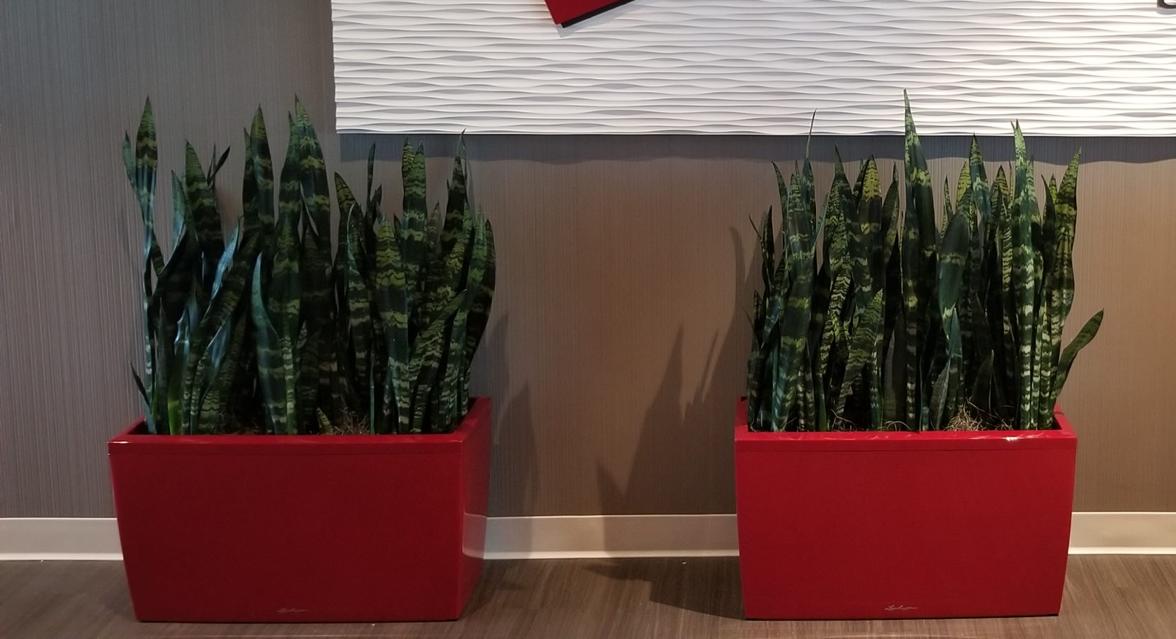Plants in Office Lobby