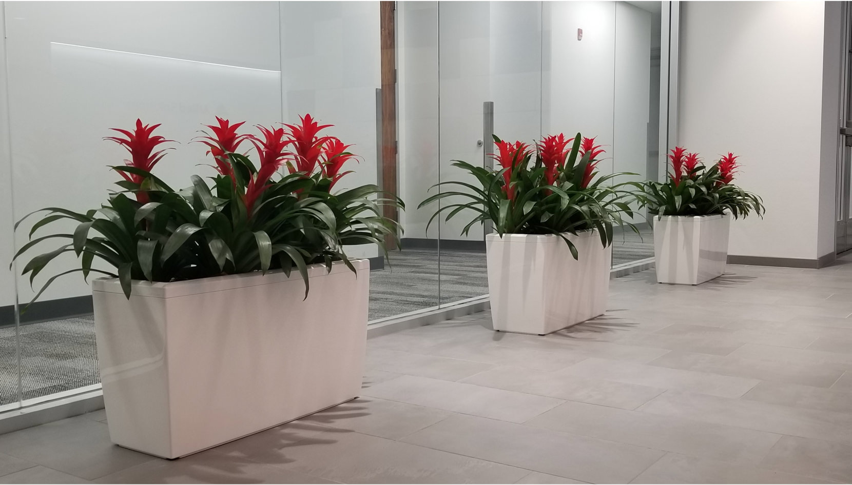 Blooming Planter Box Office Plants