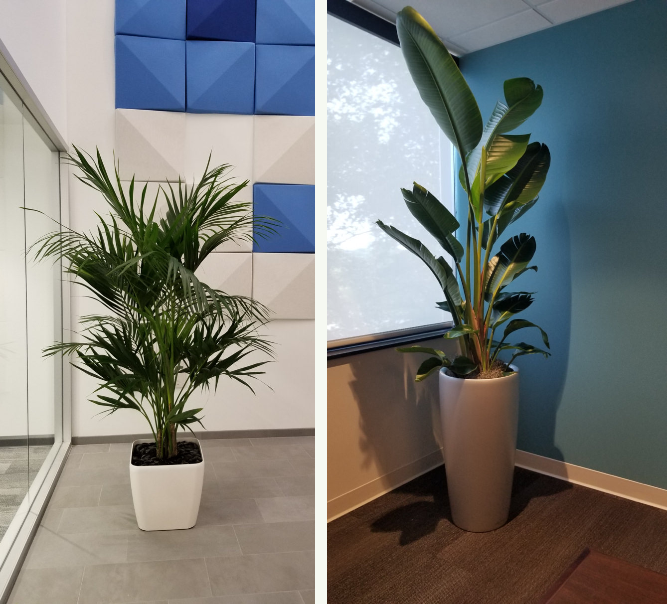 Bird of Paradise Office Plant